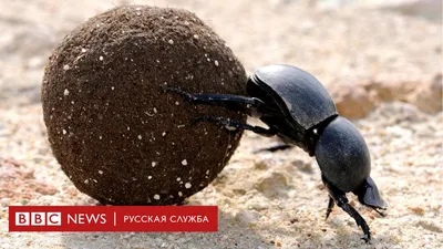 Скачать фото жуков в разных размерах