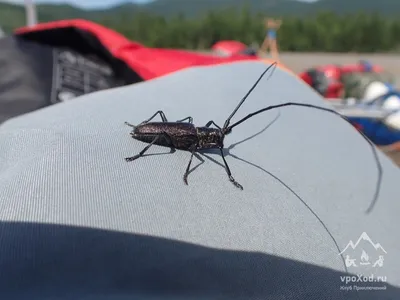 Разнообразие жуков на фото