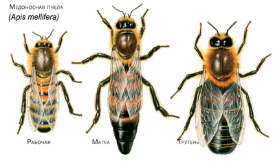 Полезная информация о породе пчел в HD качестве