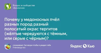 Пчела Кафказская - узнайте о ее особенностях и посмотрите фото