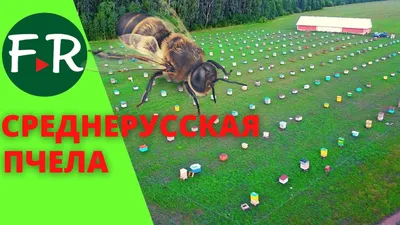 Скачать бесплатно фото пчелы