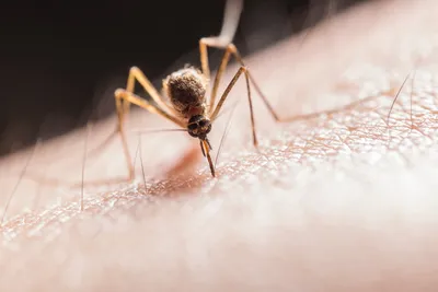 Укусы комаров у детей: фотографии и важная информация о реакции