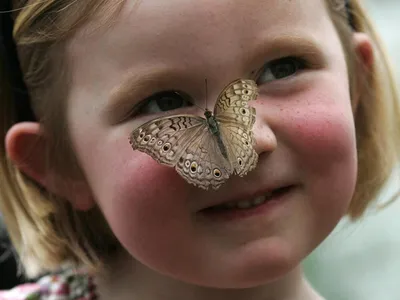 Картинка ребенка-бабочки: скачать в формате PNG