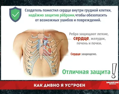 2. Фотографии Ребер Человека: Разнообразие Форматов для Загрузки