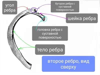 26. Ребра Человека: Эстетика в Каждом Пикселе - JPG, PNG, WebP