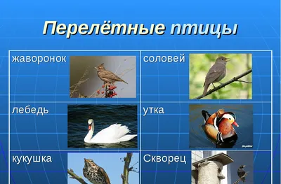 Фотографии речных птиц, позволяющие увидеть их во всей красе