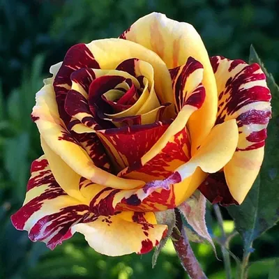 Фотка редких видов роз в превосходном качестве: JPG, PNG, WEBP