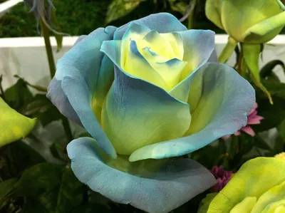 Фото редких видов роз в высоком разрешении: много вариантов форматов