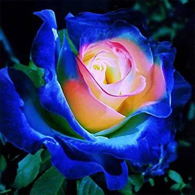 Изысканные изображения редких роз на выбор формата и размера