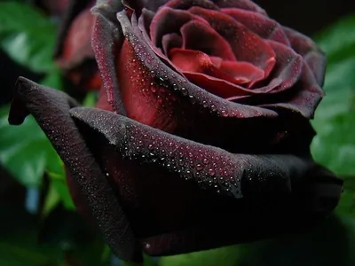 Изумительные картинки редких видов роз: выбор форматов и размеров