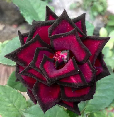 Уникальные изображения редких видов роз для загрузки