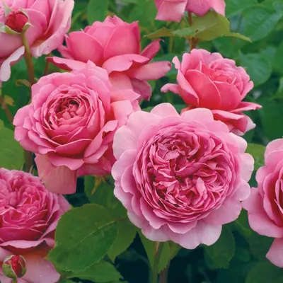 Уникальные изображения редких роз разных видов для скачивания