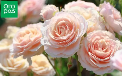 Фотография редких видов роз в разных форматах: выберите размер