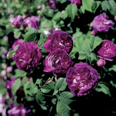Фото редких видов роз в высоком качестве: разнообразие форматов