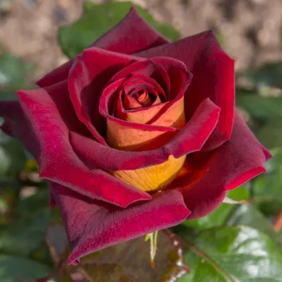 Фото редких видов роз в высоком качестве: JPG, PNG, WEBP