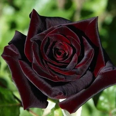 Потрясающие фотографии редких видов роз: выбор размеров и форматов