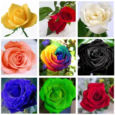 Фотка редких видов роз в превосходном качестве: JPG, PNG, WEBP