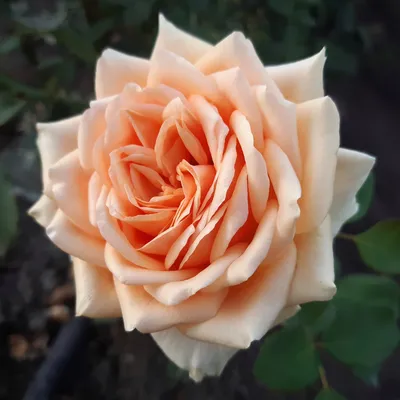 Редкие виды роз на качественных фотографиях для скачивания
