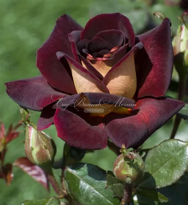 Фотографии прекрасных роз разных видов в разных форматах