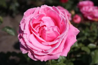 Удивительные изображения редких роз: выбор размера и формата для загрузки