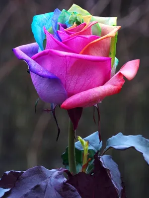 Изысканные фотографии редких видов роз: множество форматов