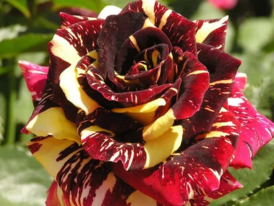 Фото редких видов роз в различных форматах: JPG, PNG, WEBP