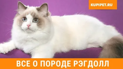 Рэгдоллы на фото: красивые и милые коты