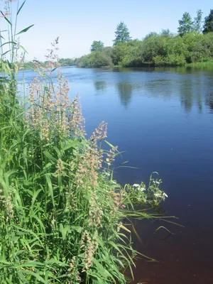 Фото реки Березина в HD качестве для скачивания бесплатно