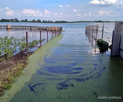 Природный мир: Удивительные фотографии Реки горынь