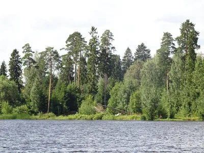 Скачать бесплатно фотографию реки Оредеж