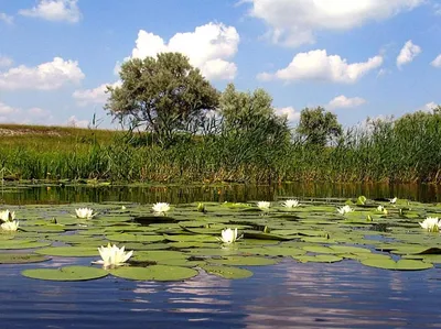 Фото реки Орель в HD качестве для скачивания бесплатно