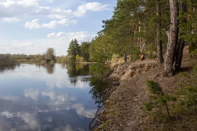 Река Пря: Водная жизнь в объективе