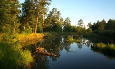 Утренняя тишина реки Пря на фото