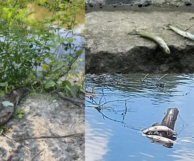 Величие реки Псел в удивительных фотографиях