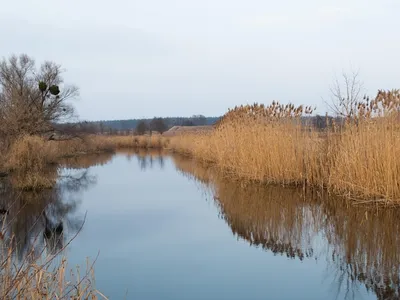 Фото живописной Реки Рось