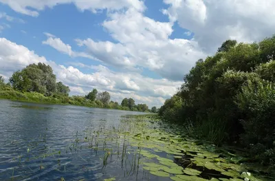 Природа Реки Сейм в Курской области: Фото в высоком качестве