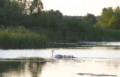 Очарование природы: фотографии реки Сейм