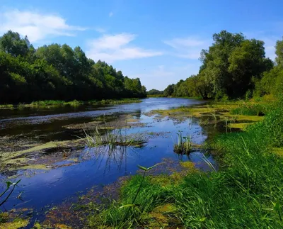 Река снов  фото