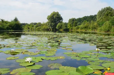 Фотоальбом реки Ворскла: красота в каждом кадре