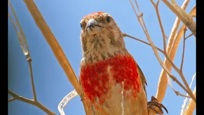 Красивая реполов птица: скачайте фото в формате png