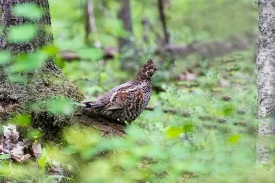 Фото рябчика в полете: впечатляющие кадры