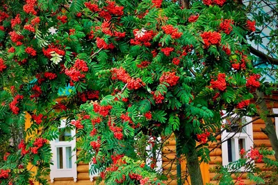 Картинки Рябины дерева: бесплатно скачать в HD качестве