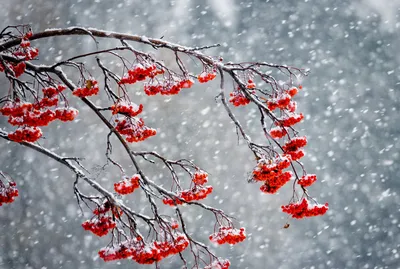 Рябина под снегом: Прекрасные фото в HD качестве