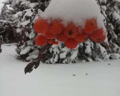 Белоснежная аллея: Фото рябины в снегу