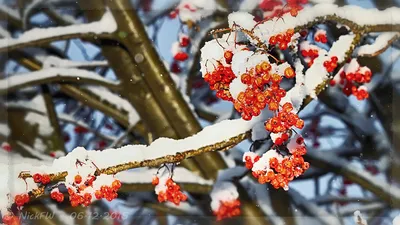 Белоснежное великолепие: Фото рябины в снегу