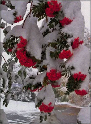 Зимний камерный концерт: Рябина в снегу на фото