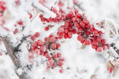 Красная рябина под снегом