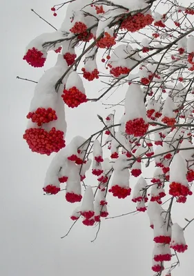 Рябина в снегу: Фото в высоком разрешении