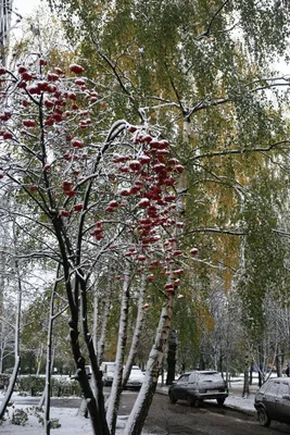 Магия снега и рябины на фото