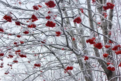 Зимний пейзаж с рябиной: Фото зимней живописи